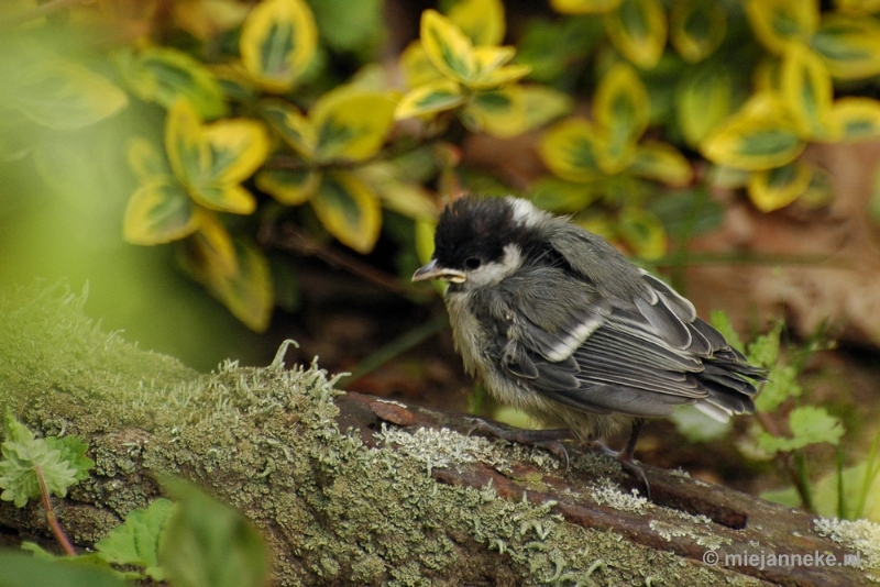 c007.JPG - Vogels