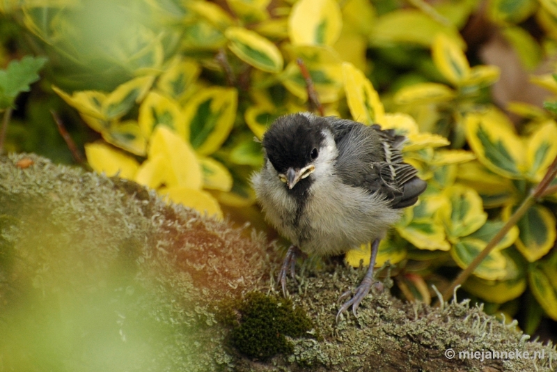 c008.JPG - Vogels