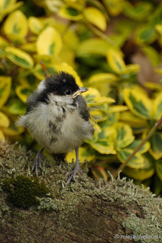 c009.JPG - Vogels