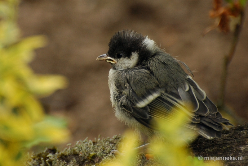 c010.JPG - Vogels