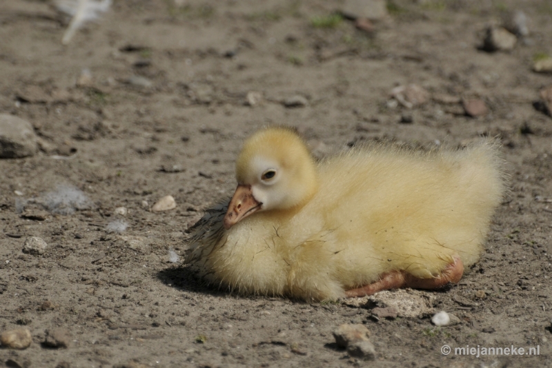 d002.JPG - Vogels