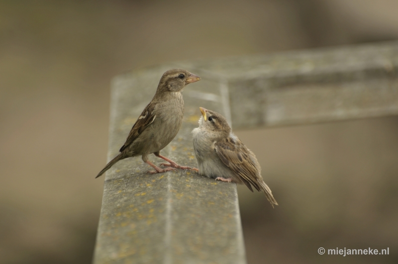 d004.JPG - Vogels