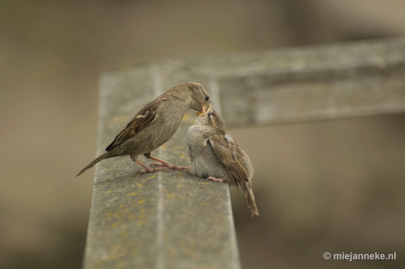 d005.JPG - Vogels