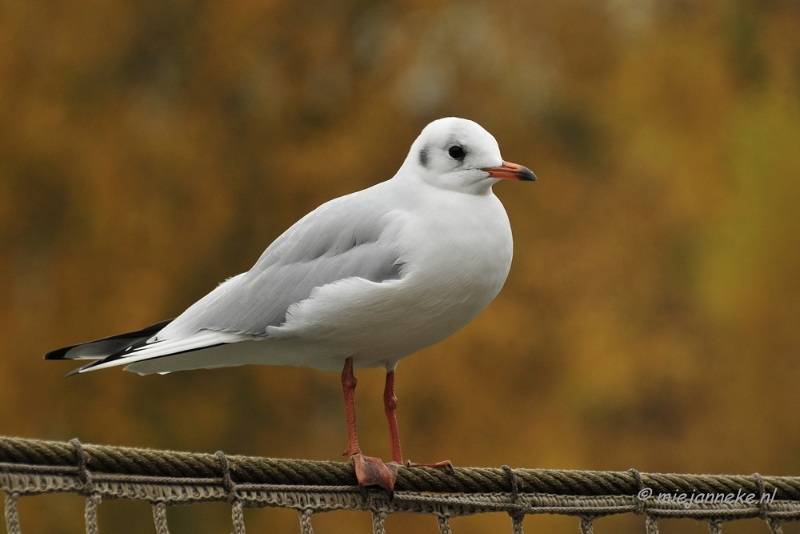 d007.JPG - Vogels