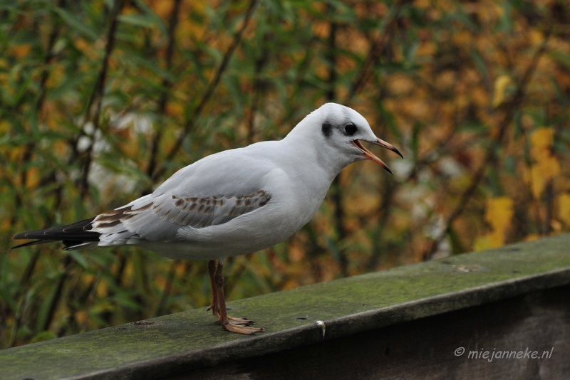 d008.JPG - Vogels