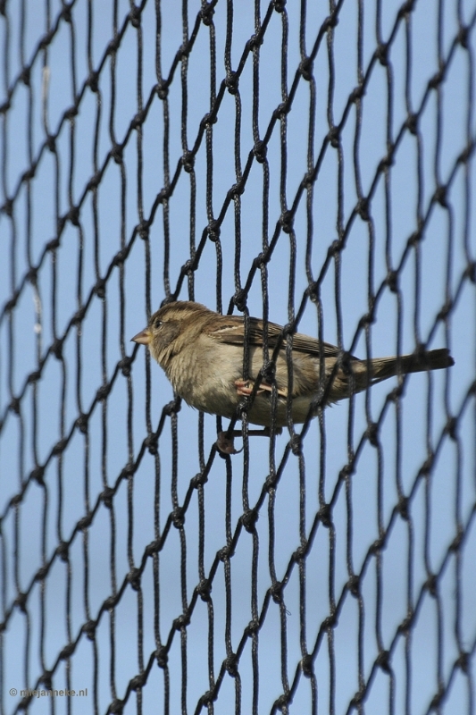 d009.JPG - Vogels