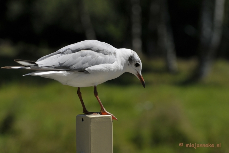 d015.JPG - Vogels