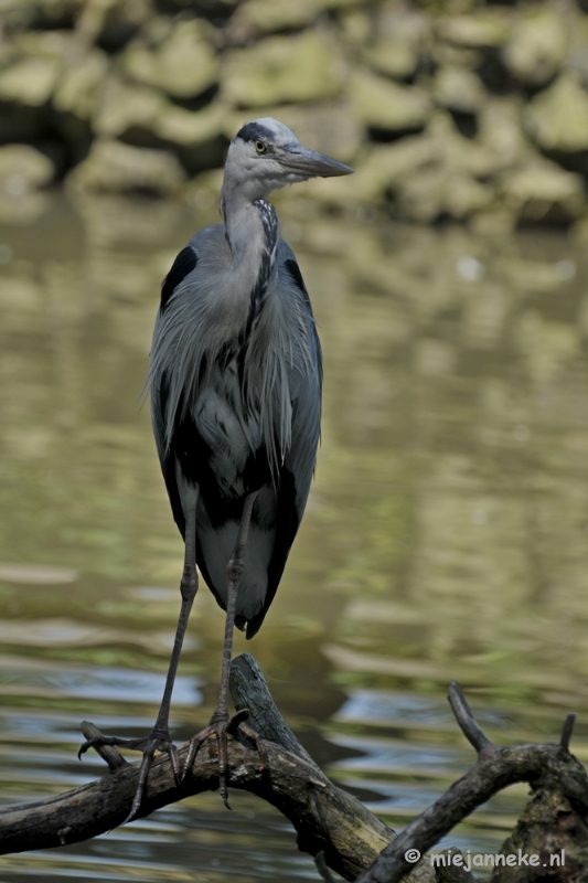 d016.JPG - Vogels