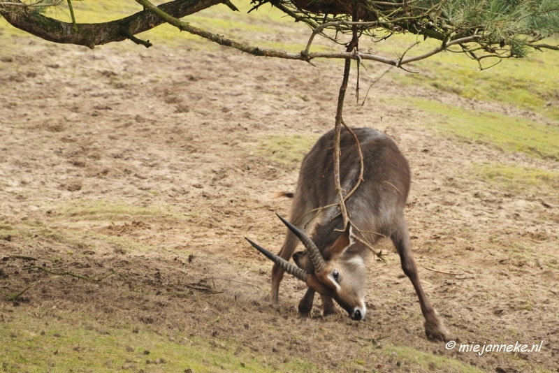 BB 16 maart 2013 04.JPG - Beekse bergen Maart