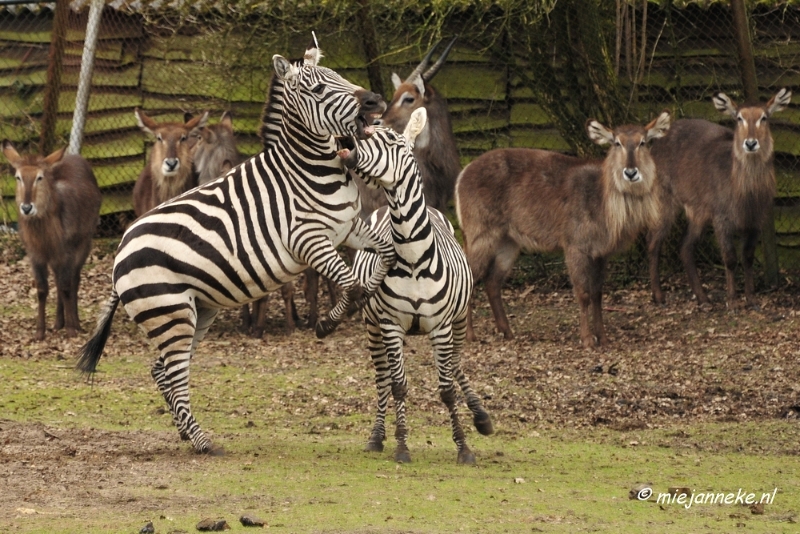 BB 16 maart 2013 67.JPG - Beekse bergen Maart