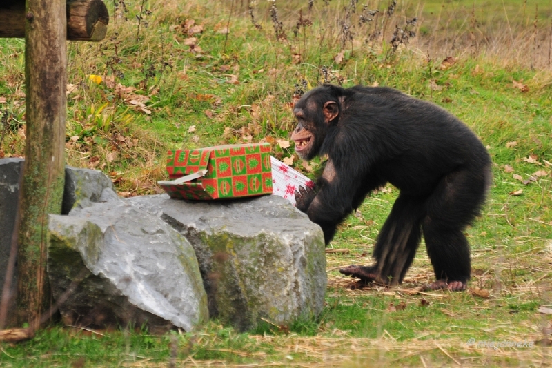 bdDSC_5592.JPG - Kerst in de beekse bergen