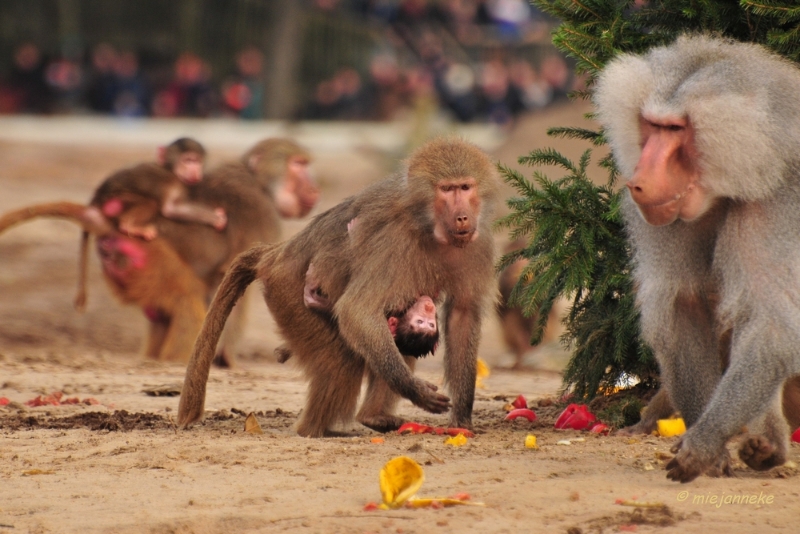 bdDSC_5486.JPG - Kerst in de beekse bergen