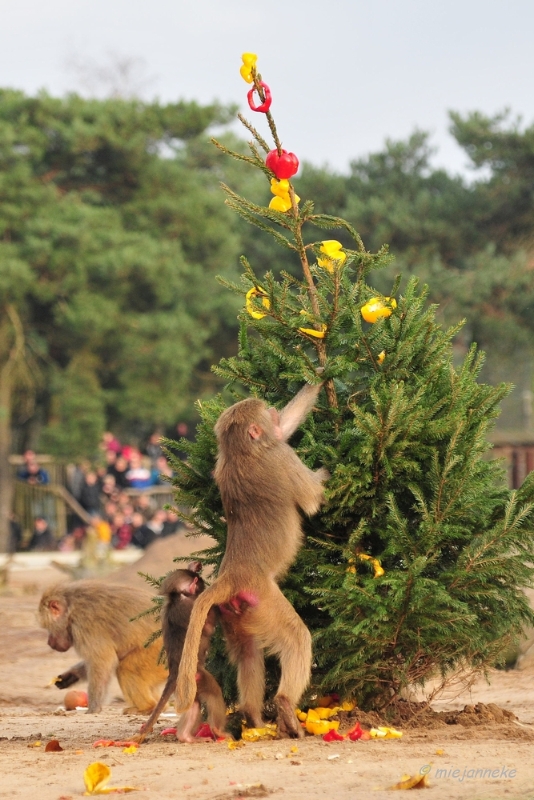 bdDSC_5494.JPG - Kerst in de beekse bergen