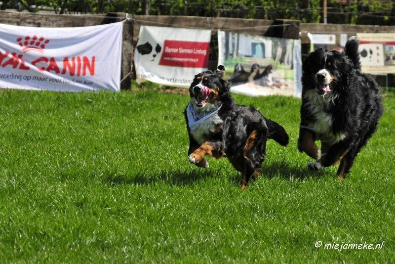 _DSC6940a.JPG - Berner Sennen Limburg