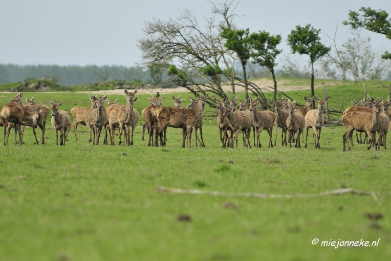 _DSC2128.JPG - Oostvaarders plassen