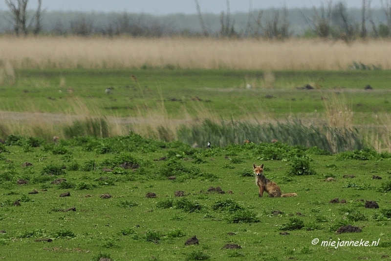 _DSC2209.JPG - Oostvaarders plassen