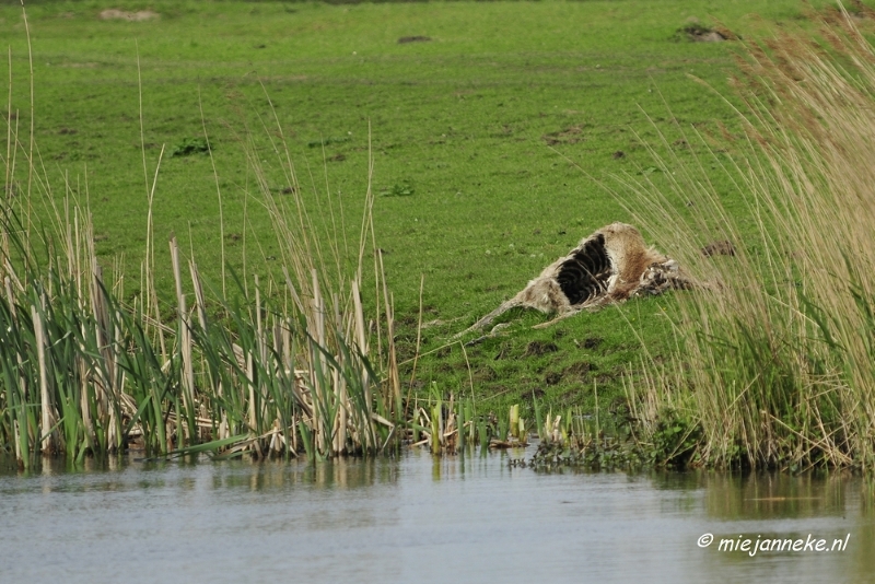 _DSC2227.JPG - Oostvaarders plassen