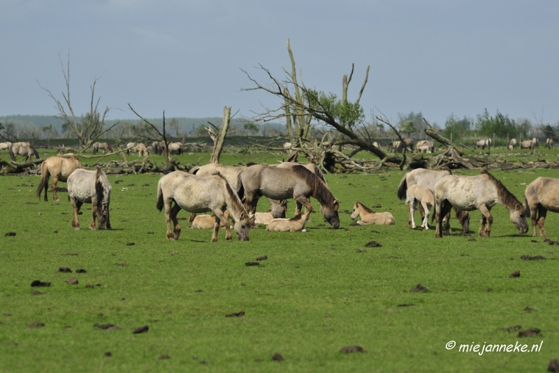 _DSC2322.JPG - Oostvaarders plassen