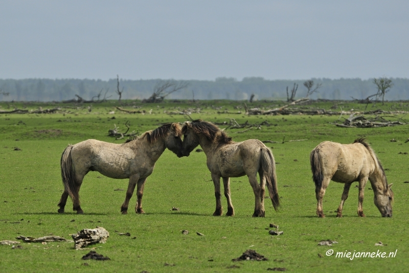 _DSC2349.JPG - Oostvaarders plassen