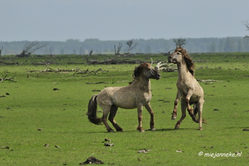 _DSC2358.JPG - Oostvaarders plassen