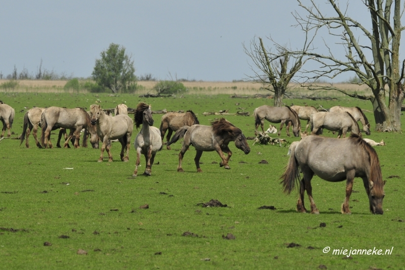 _DSC2368.JPG - Oostvaarders plassen