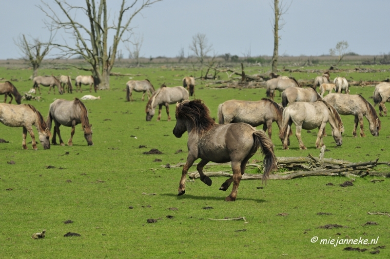 _DSC2374.JPG - Oostvaarders plassen