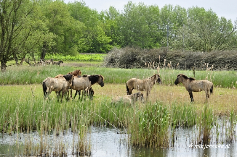 _DSC2597.JPG - Oostvaarders plassen