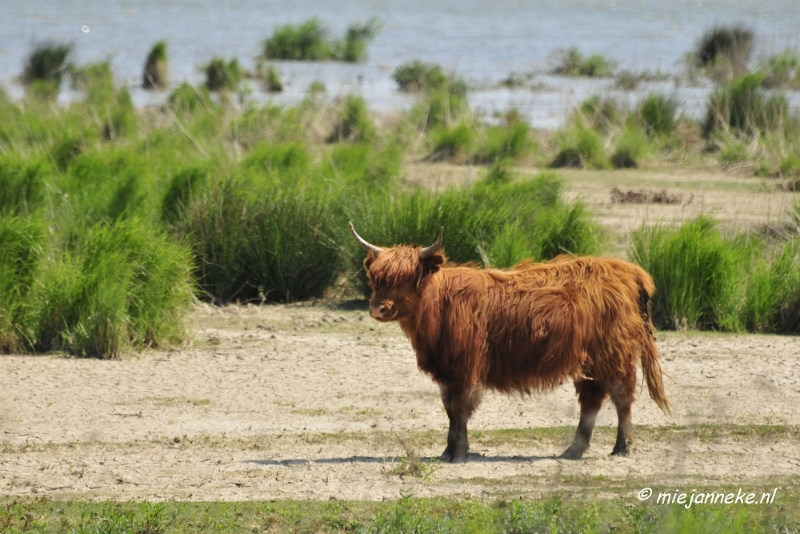 _DSC3870.JPG - Tiengemeten