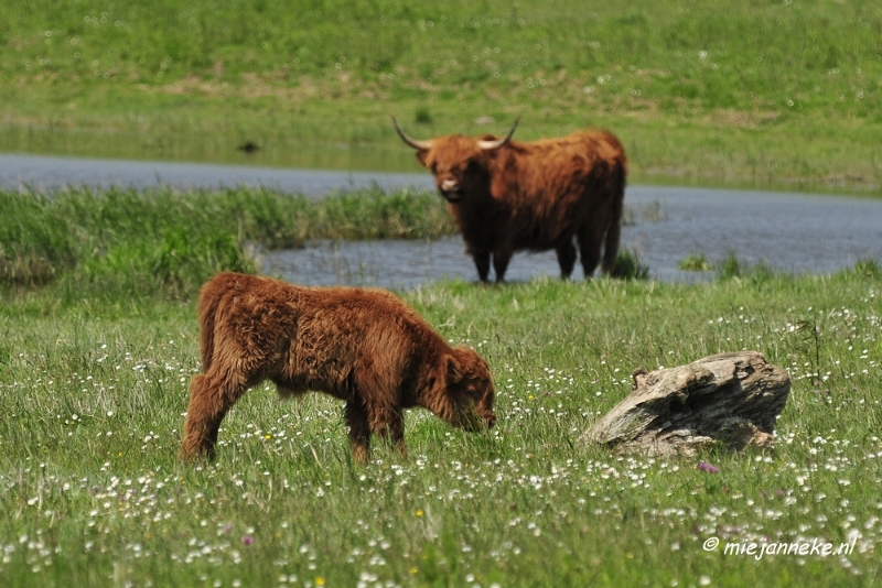_DSC4043.JPG - Tiengemeten
