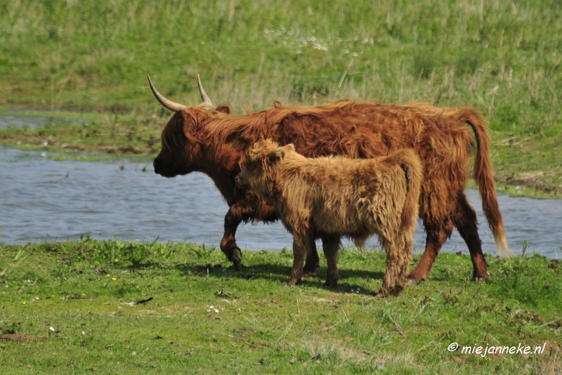 _DSC4185.JPG - Tiengemeten