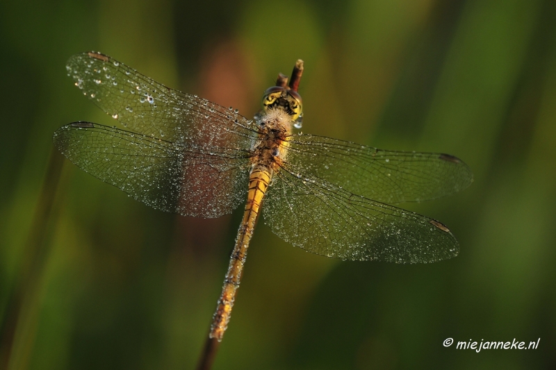 _DSC4902.JPG - Vroeg in de morgen