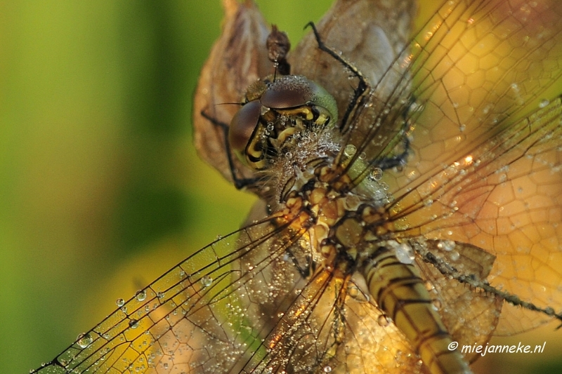 _DSC4918a.JPG - Vroeg in de morgen