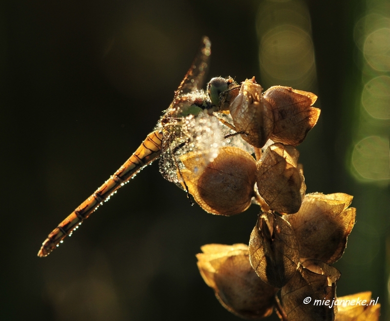 _DSC4939.JPG - Vroeg in de morgen