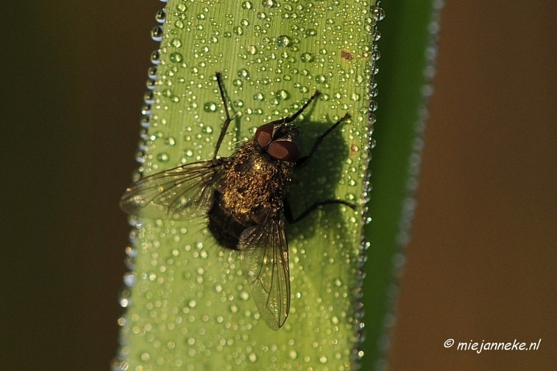 _DSC4948.JPG - Vroeg in de morgen