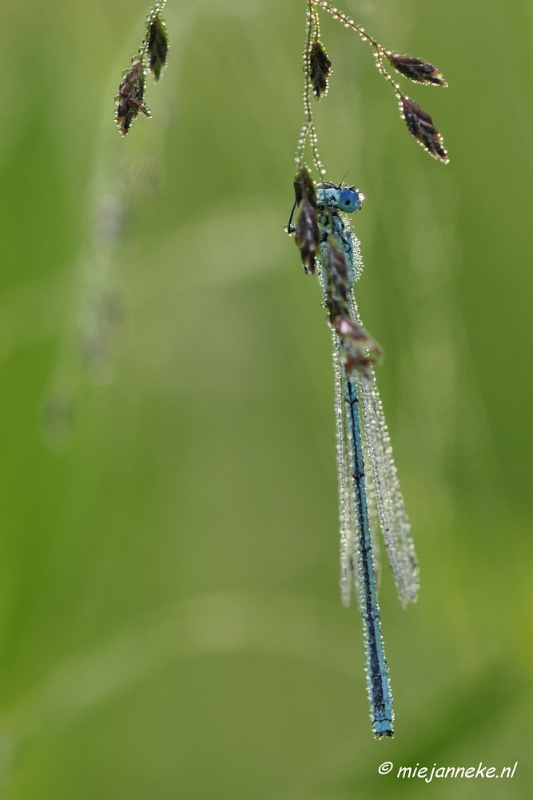 _DSC4953.JPG - Vroeg in de morgen