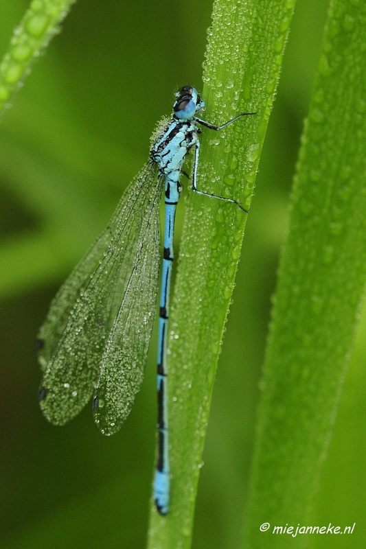 _DSC4985.JPG - Vroeg in de morgen