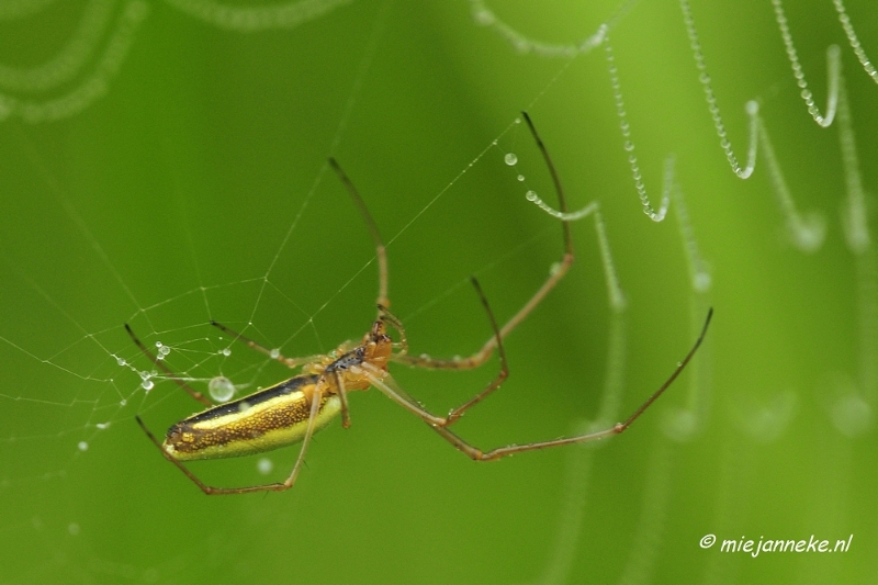 _DSC4988.JPG - Vroeg in de morgen