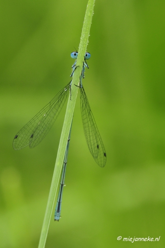 _DSC5051.JPG - Vroeg in de morgen