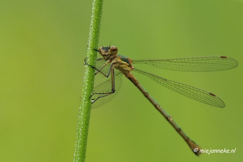 _DSC5078.JPG - Vroeg in de morgen