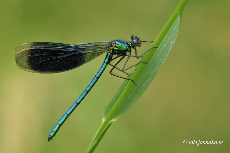 _DSC5202.JPG - Vroeg in de morgen