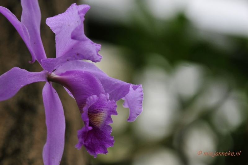 _DSC8384.JPG - Orchidee kwekerij