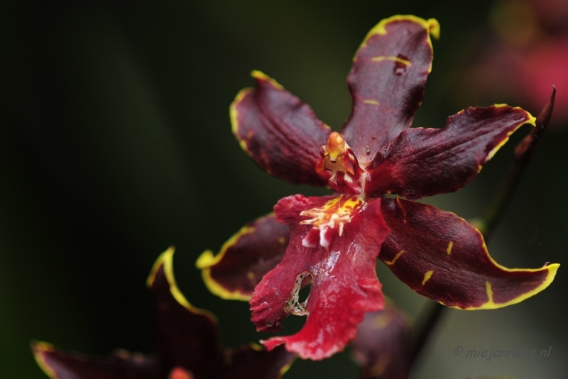 _DSC8390.JPG - Orchidee kwekerij