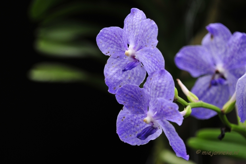 _DSC8392.JPG - Orchidee kwekerij