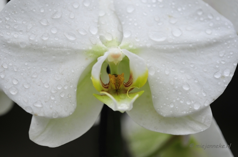 _DSC8395.JPG - Orchidee kwekerij