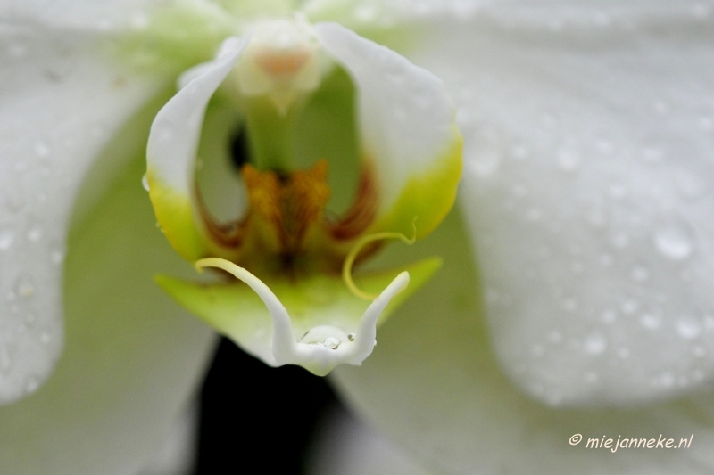 _DSC8397.JPG - Orchidee kwekerij