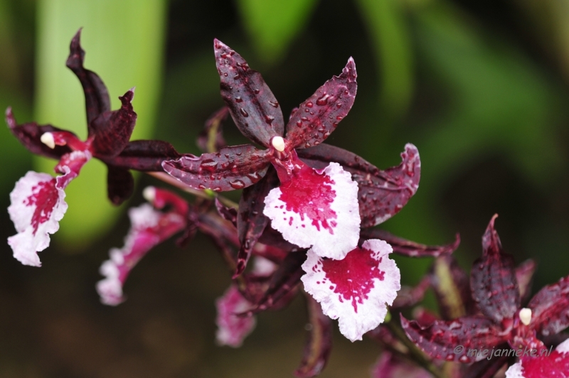 _DSC8421.JPG - Orchidee kwekerij