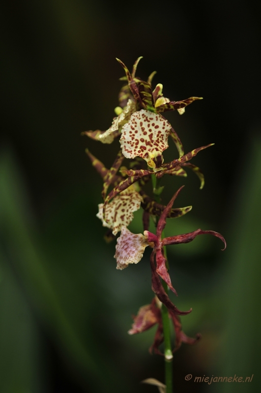 _DSC8425.JPG - Orchidee kwekerij