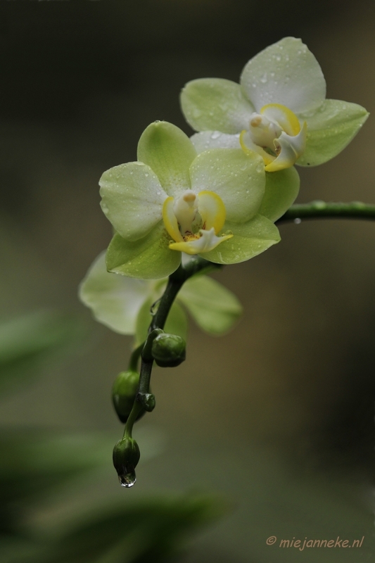 _DSC8442.JPG - Orchidee kwekerij