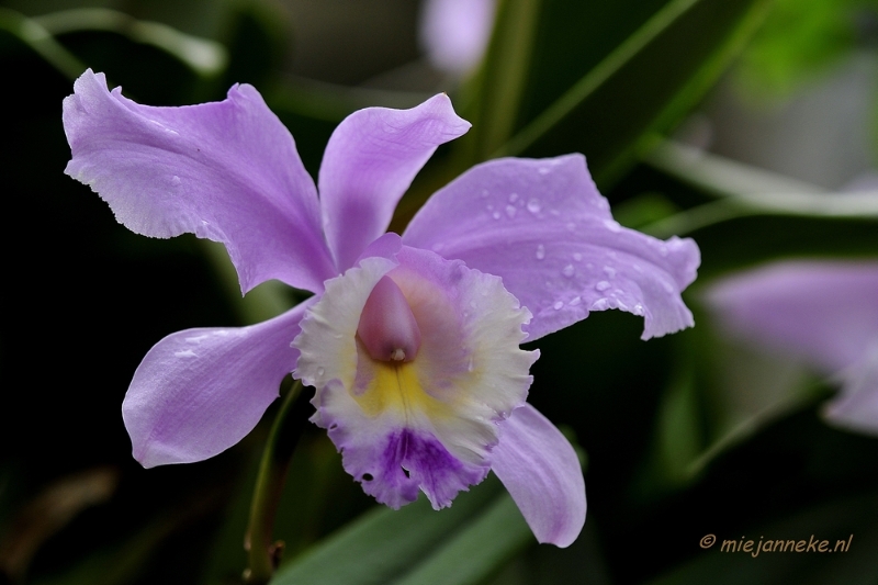 _DSC8458.JPG - Orchidee kwekerij