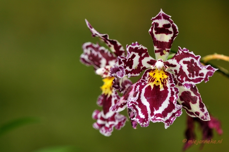 _DSC8459.JPG - Orchidee kwekerij